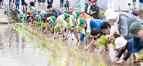 米作りプロジェクト　田植えを通して現場を理解