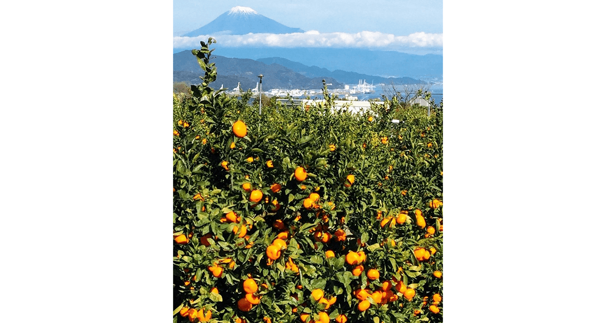 思わず食べたい 私の推しメシ≪都道府県特別編≫ 望月 香世子 静岡県議会議員 静岡市清水の「太田ポンカン」