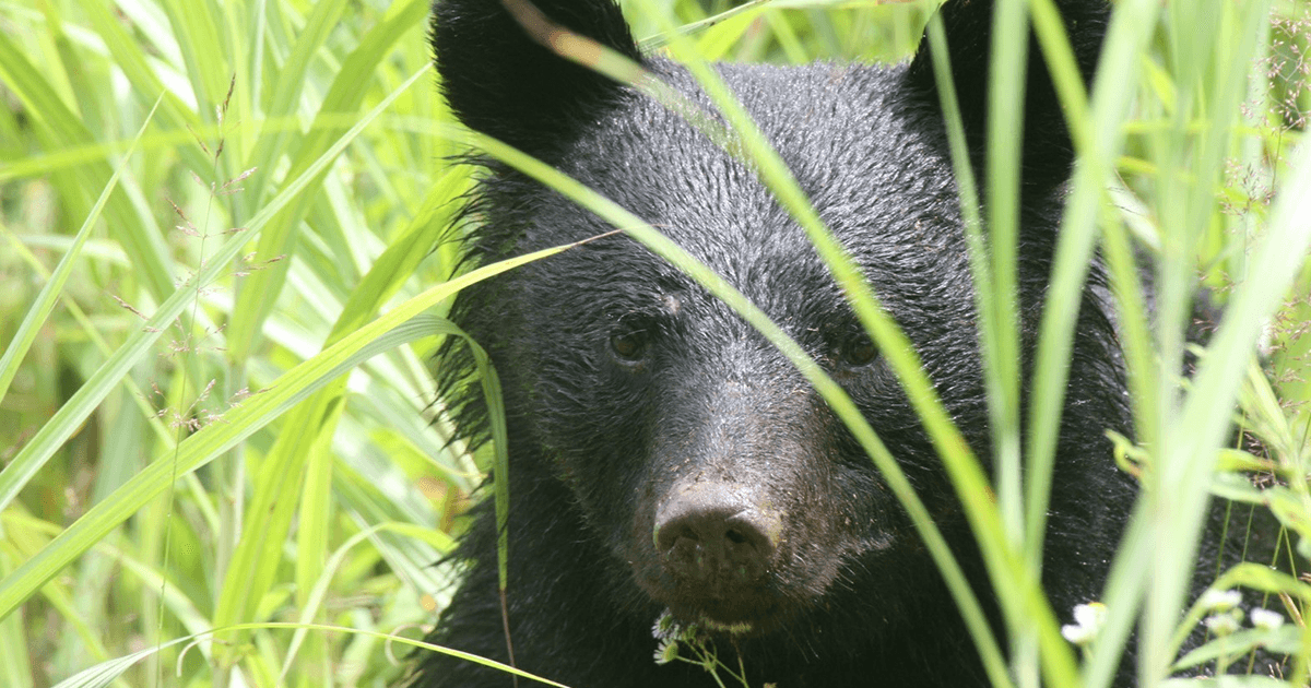 クマ出没 超キケン! 全国各地で人身被害相次ぐ