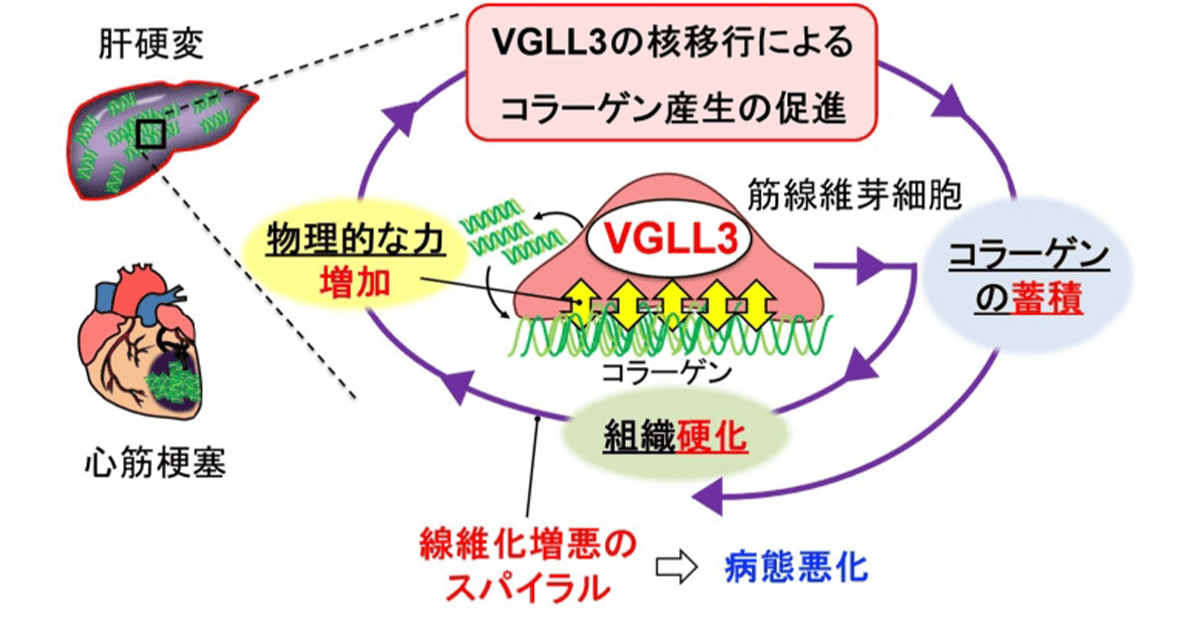連載シリーズ 新しい資本主義の「扉」第46回 心筋梗塞や肝硬変等、不治と言われる病の治療も可能に
