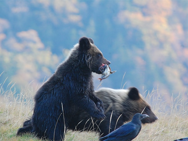 対策方針 クマ類を指定管理鳥獣へ