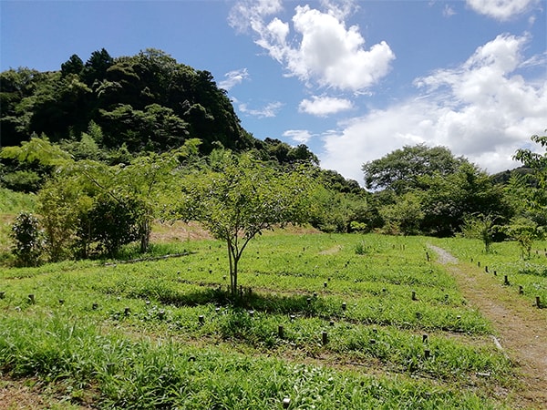 連載シリーズ「#ニッポンの仕事」日本生態系協会