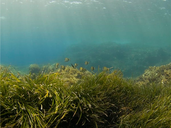 令和4年度わが国の温室効果ガス排出・吸収量、過去最低値を記録