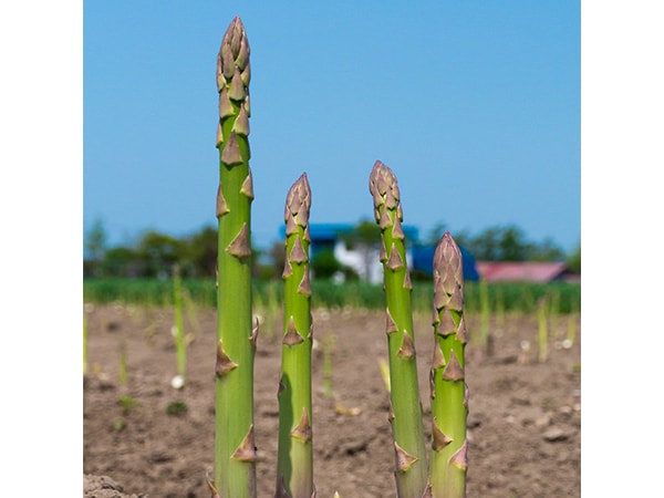 自由民主8面コラム「思わず食べたい私の推しメシ」和田 義明衆議院議員旬の北海道産アスパラガス
