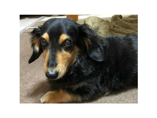 「私のいやし」若林 健太 衆議院議員