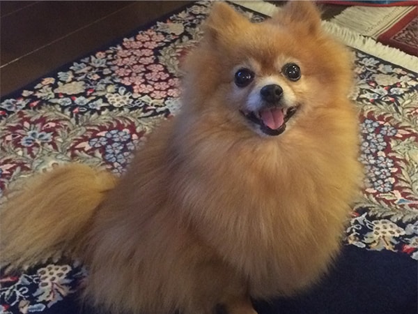 「私のいやし」青山 繁晴 参議院議員