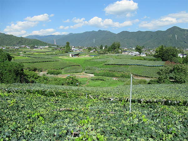 歴史を紡ぐ～日本遺産のストーリー～葡萄（ブドウ）畑が織りなす風景 山梨県山梨市・笛吹市・甲州市