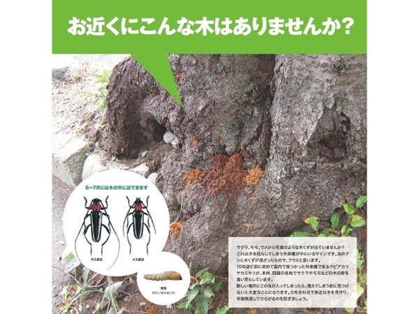 脅威!クビアカツヤカミキリ被害拡大でPTを緊急設置